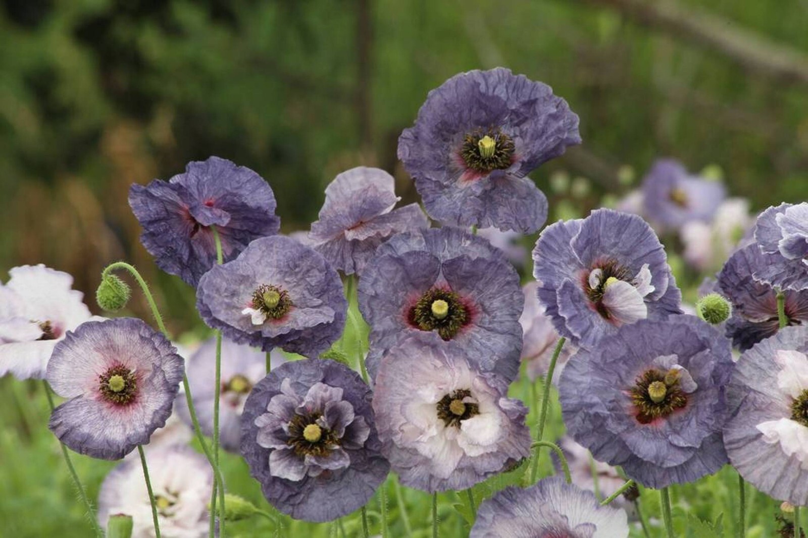 Poppy Shirley Amazing Grey – 15 Seeds – Papaver Rhoeas