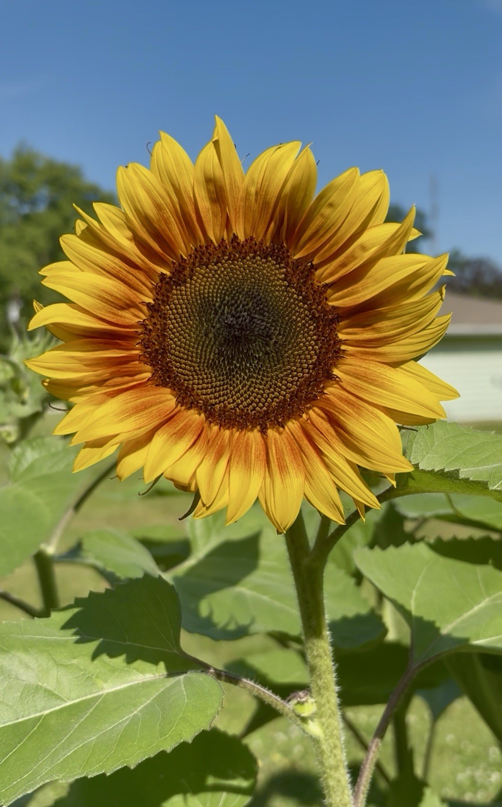 Beautiful Mix Of Shock O Lat & Ring Of Fire Sunflower Seeds 100