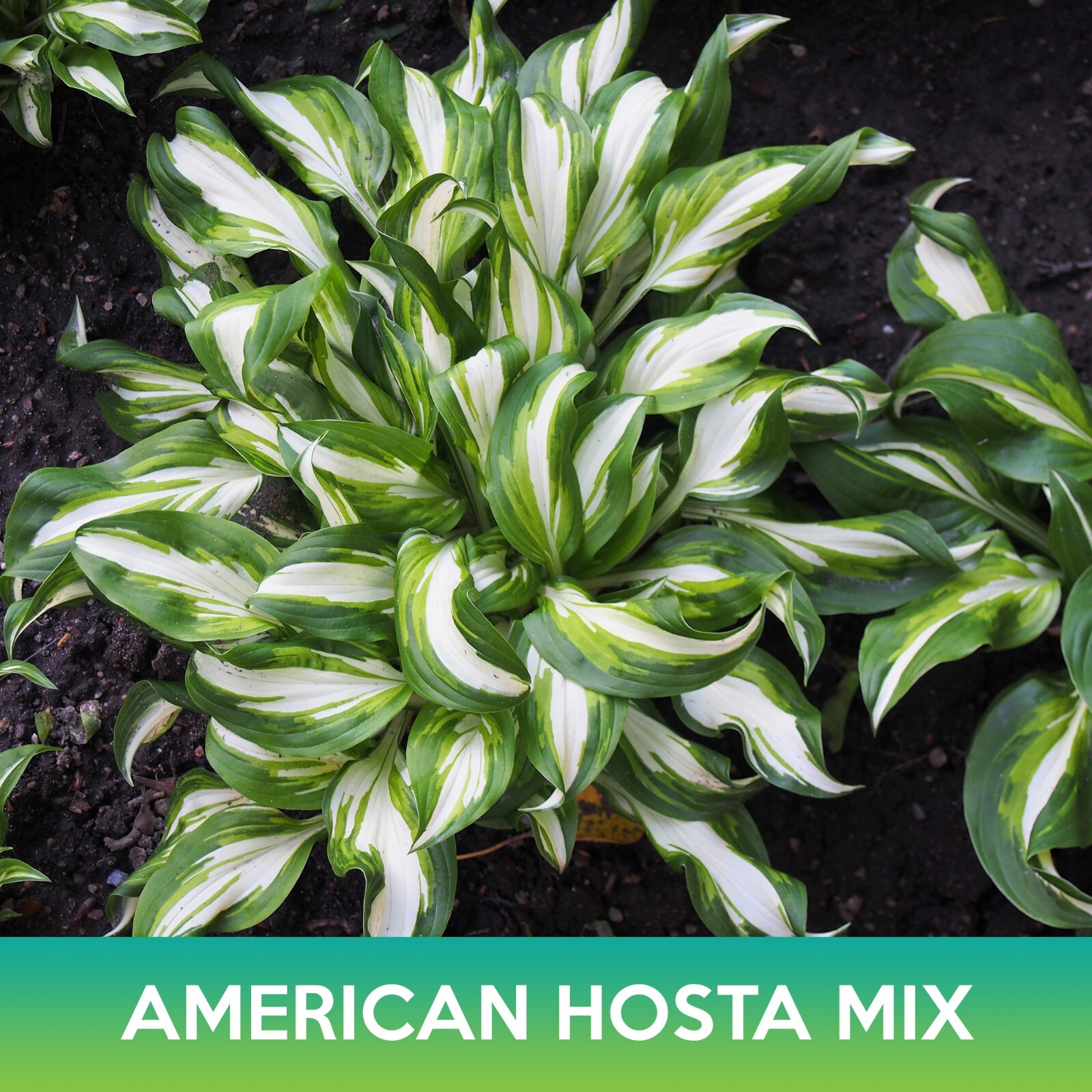 American Hosta Mix Seeds, Combined Shipping on 500+ Seed Varieties!