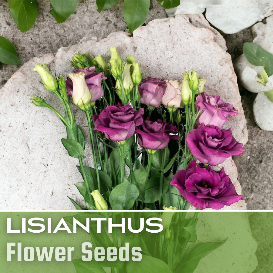 Lisianthus Seeds – 5000 Seeds Garden Bloom Flower Seed Flowers Non Gmo Heirloom