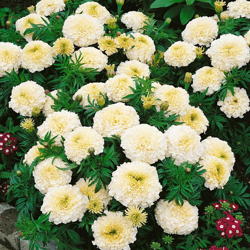25+ Vanilla African Marigold Seeds for Garden Planting – USA – FREE SHIPPING!