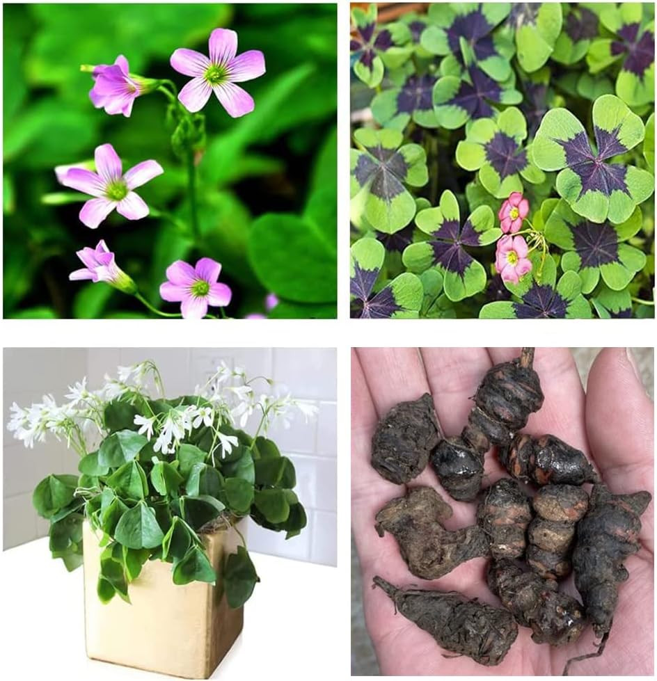 Green Shamrock Bulbs 15 Luck Oxalis Bulbs to Plant, Easy to Grow Indoors outside
