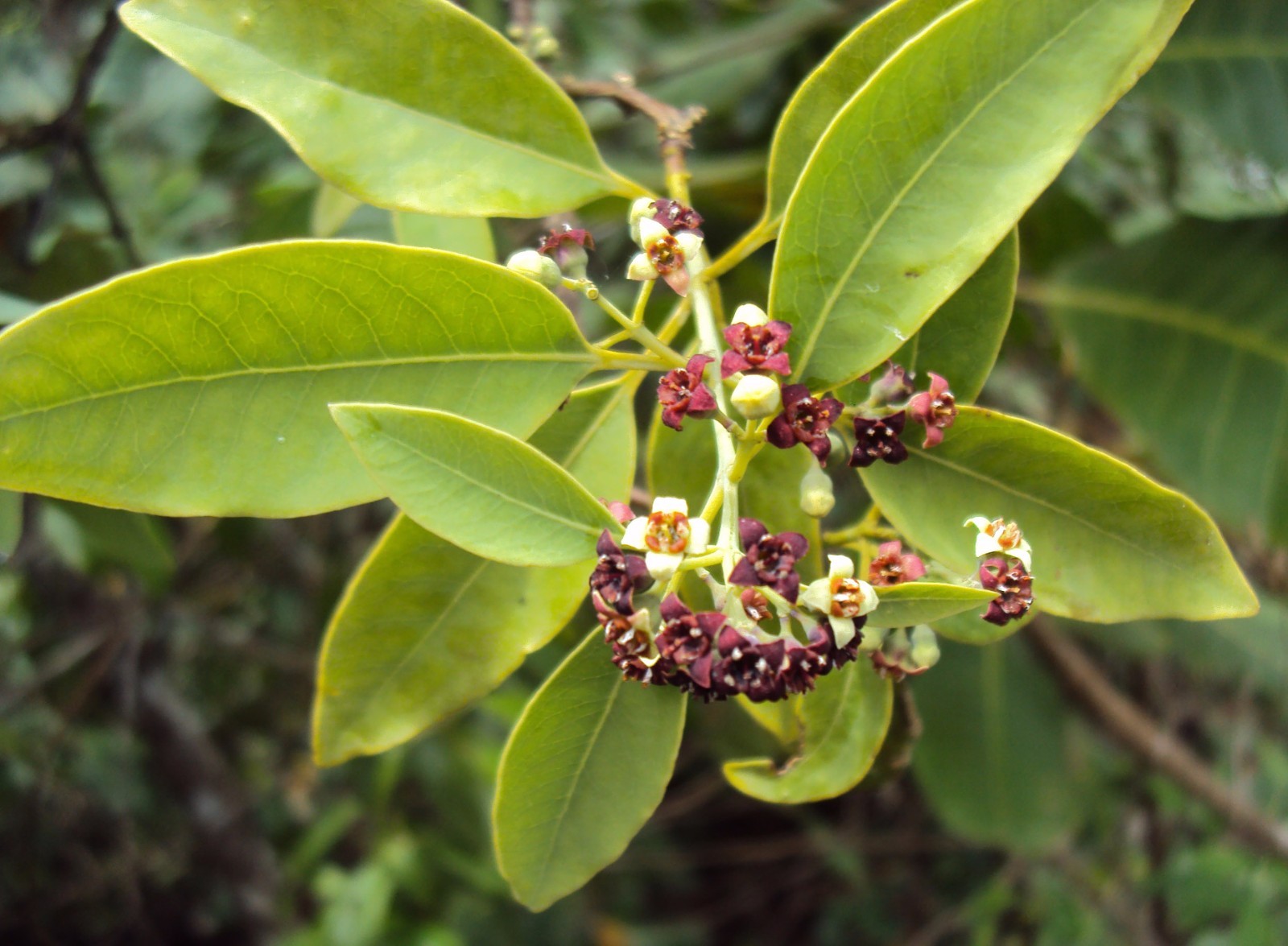 Santalum album White Sandalwood or Chandana 5 seeds