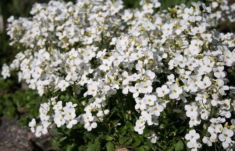 White Alpine Rockcress Seeds 200+ Flower Arabis Alpina Perennial GROUND COVER