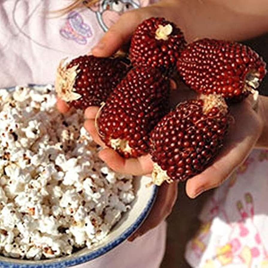 25 + Strawberry Popcorn Corn Seeds . Vegetable . Non GMO ! Ornamental Corn