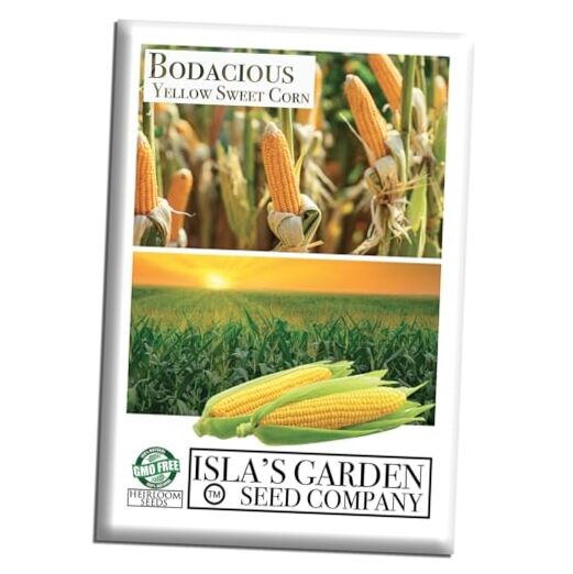 Bodacious RM Sweet Yellow Corn Seeds (Zea mays) – 50+ Non-GMO Heirloom Seeds