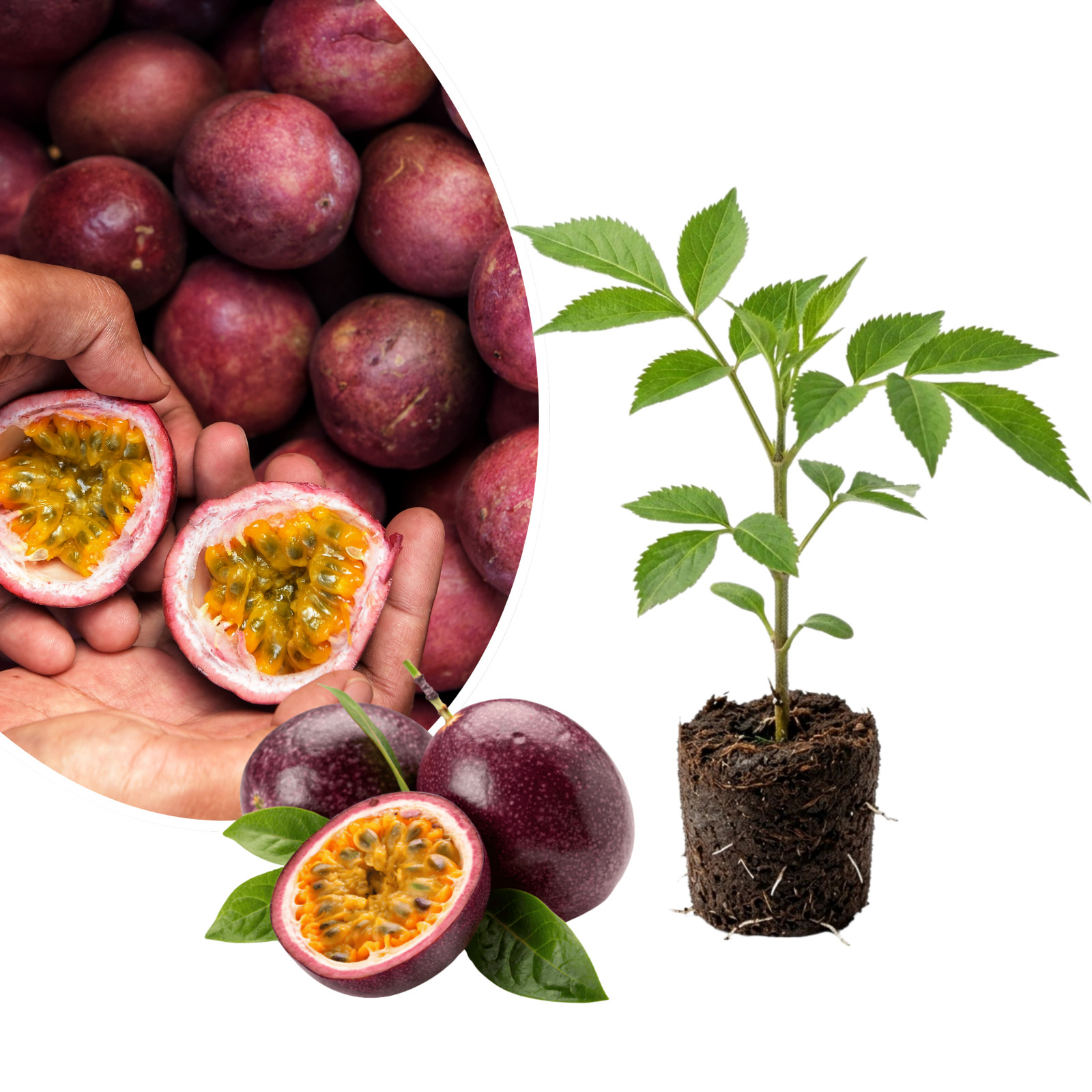 Purple Passionfruit Live Plant 4-6 Inches Tall Rooted Fruiting Vine