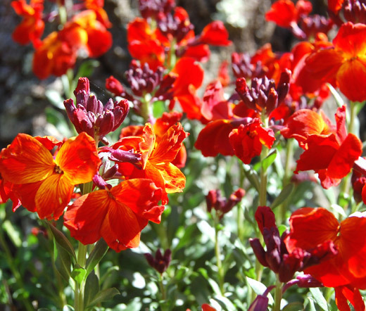 WALLFLOWER ENGLISH Cheiranthus Cheiri – 5,000 Bulk Seeds