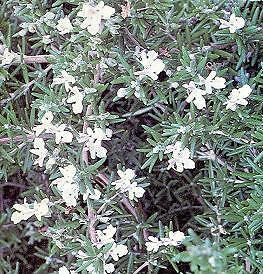 Rosemary Rosemary Primed Rosemarium officinalis 1,000 seeds