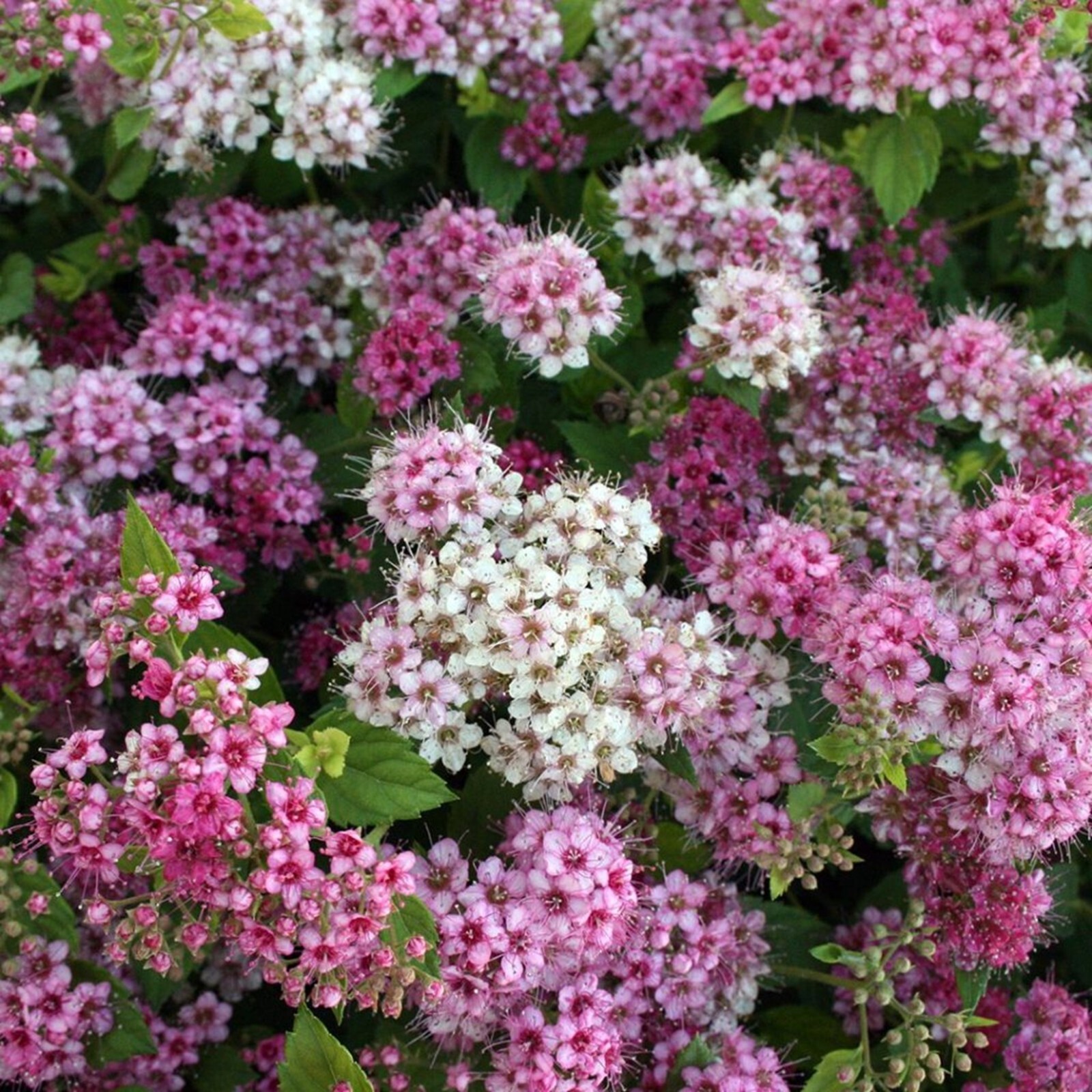 50 Mixed Verbena Seeds Groundcover Tender Perennial Bees Seed Flower
