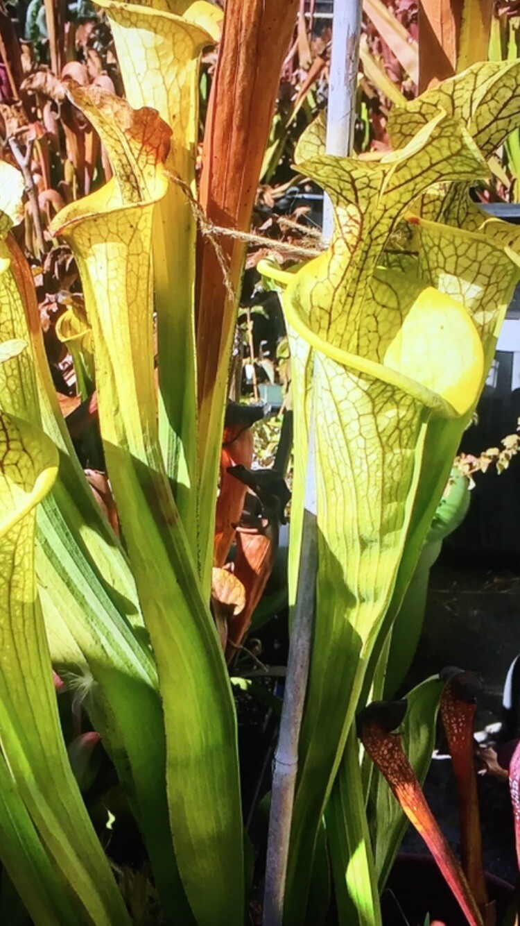 Sarracenia ( leucophylla Juju Lips X flava widemouth ) Open Pollinated 2025 Seed