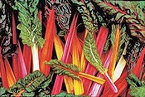 Swiss Chard Rainbow Mixture Garden Heirloom Vegetable By Seed Kingdom 50 Seeds