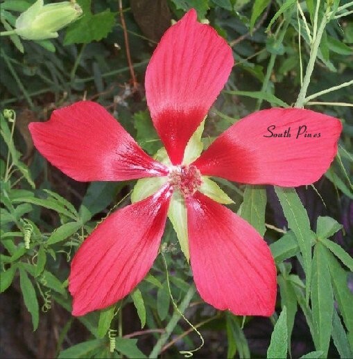 Texas Red Star Hibiscus – 20 Fresh Seeds – coccineus – Perennial