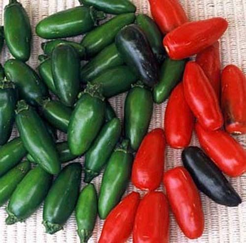 Pepper Hot Serrano Great Heirloom Vegetable By Seed Kingdom 50 Seeds