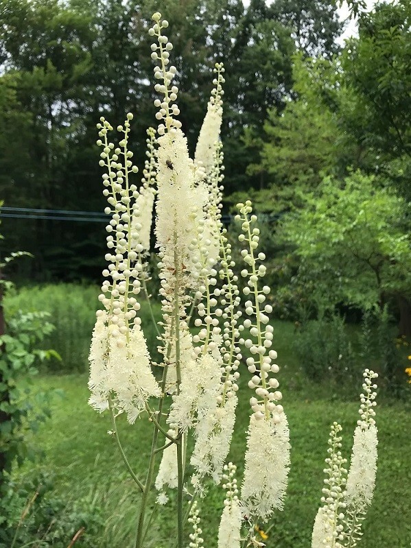Actaea simplex Cimicifuga racemosa Atropurpurea 10 seeds