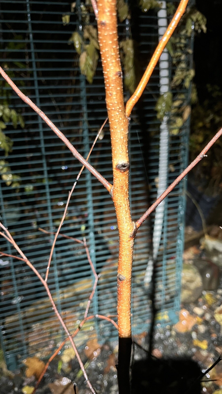 Paper Birch exact plant #23 (Betula papyrifera), 5-6 ft tall dormant plant