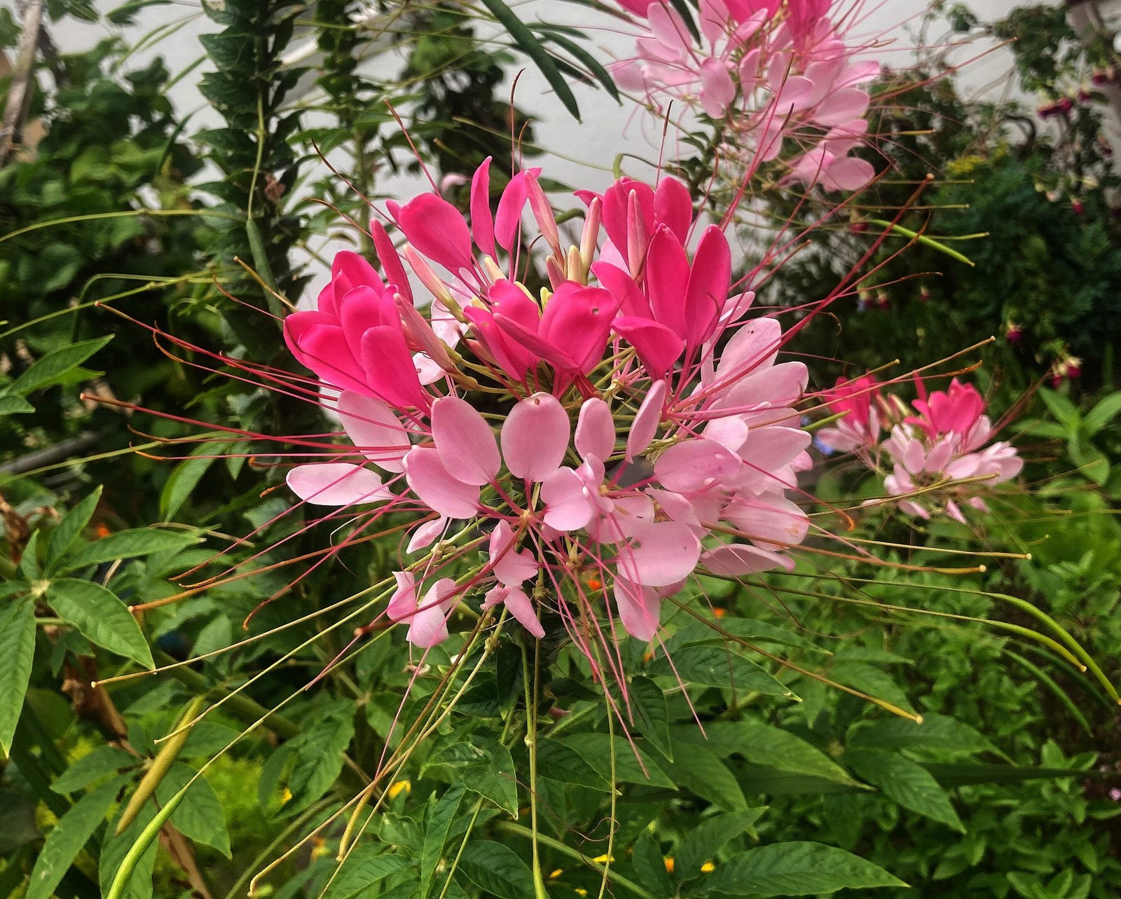 200 ROSE QUEEN CLEOME Hassleriana Cleome Spinosa Pink Spider Flower Seeds