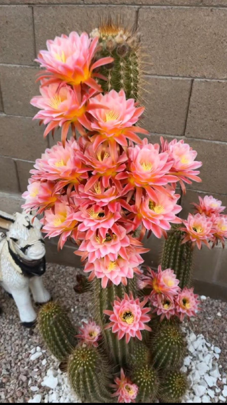 5-6INCH,FIRST LIGHT,Hybrid, T. Cereus,Plant,Blooming,Cactus,Succulent,Landscape