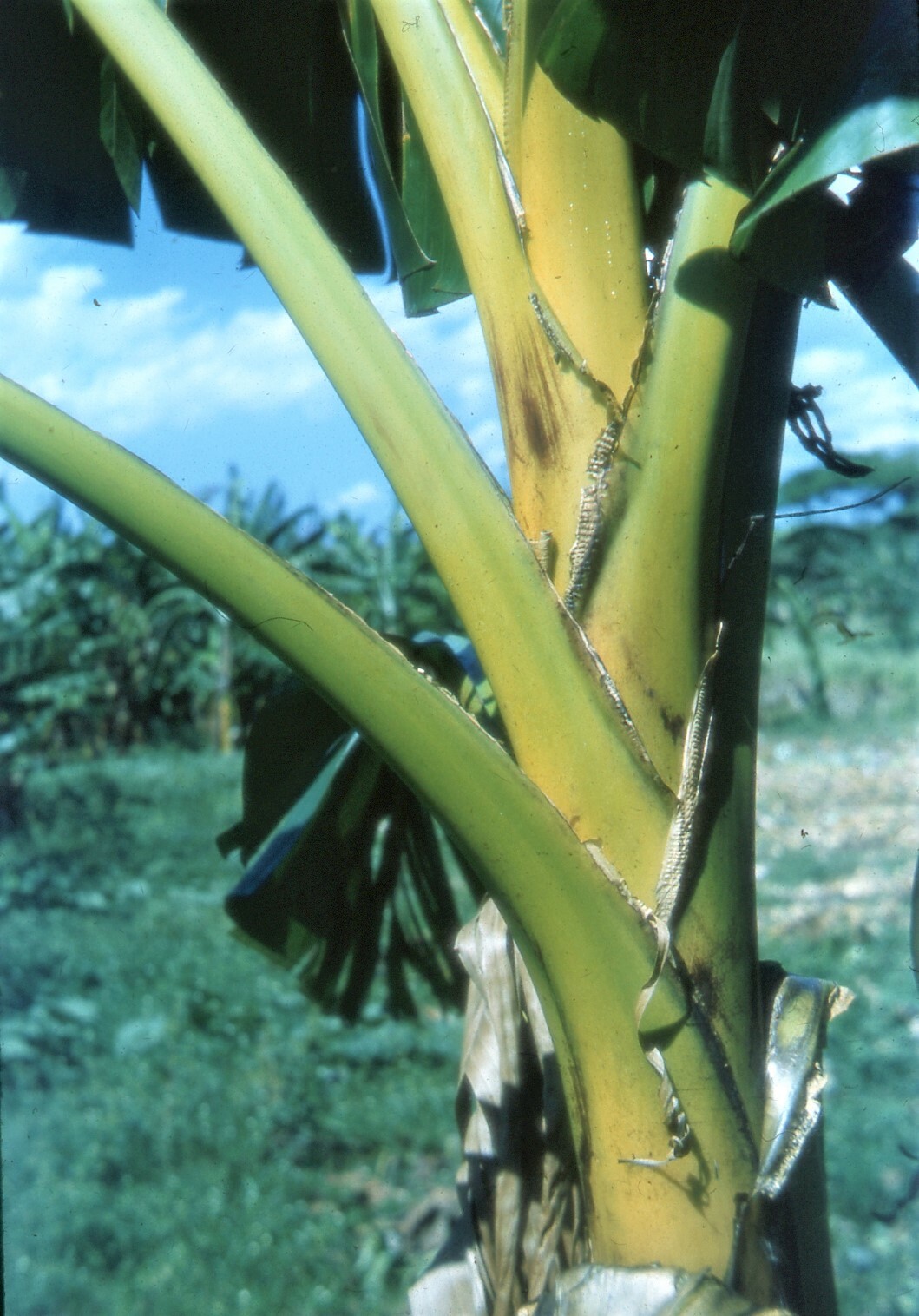 Musa Ochracea 8 Seeds, Rare Asian Banana Fruit Tree Tropical Ornamental