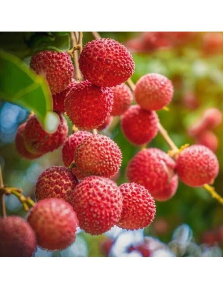 KAIMANA LYCHEE TREE 2 UNROOTED FRESH 8″ CUTTINGS for GRAFTING & AIR LAYERING