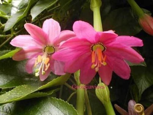 Passiflora mollissima Banana Passionfruit 10 seeds