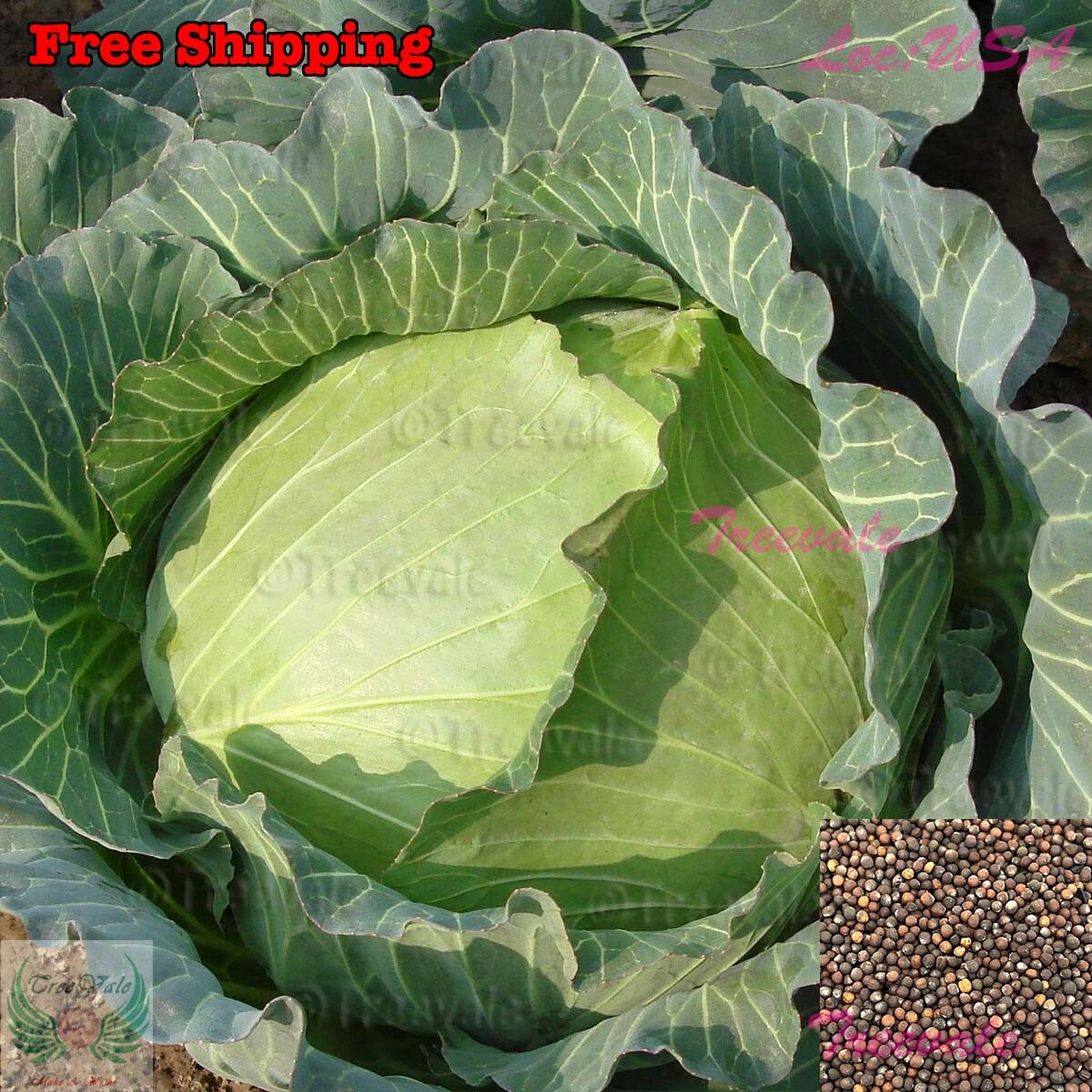 Cabbage Seeds – Wakamine – Hybrid | NON-GMO