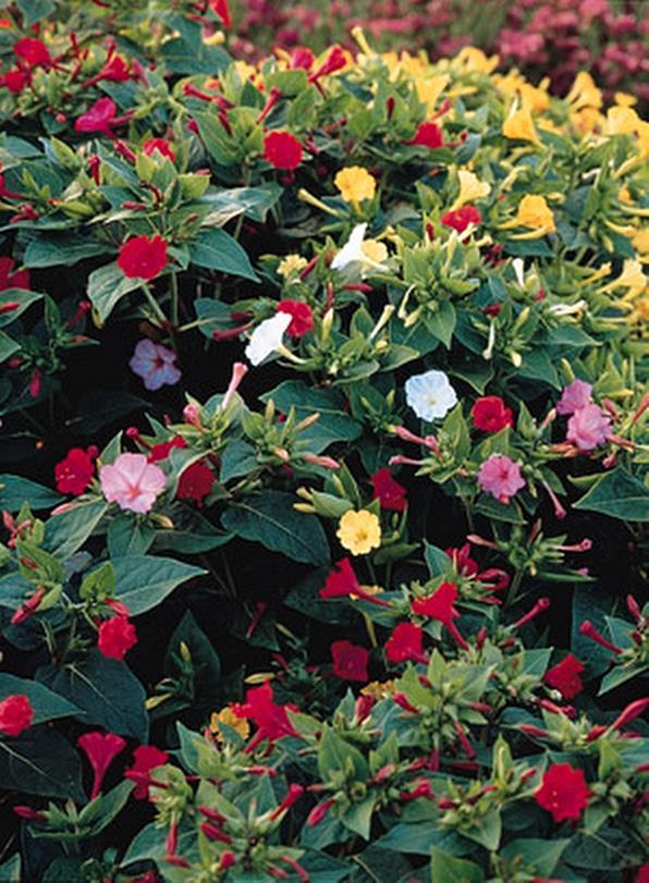 Mirabilis Four O Clock Tea Time Mix Annual Seeds