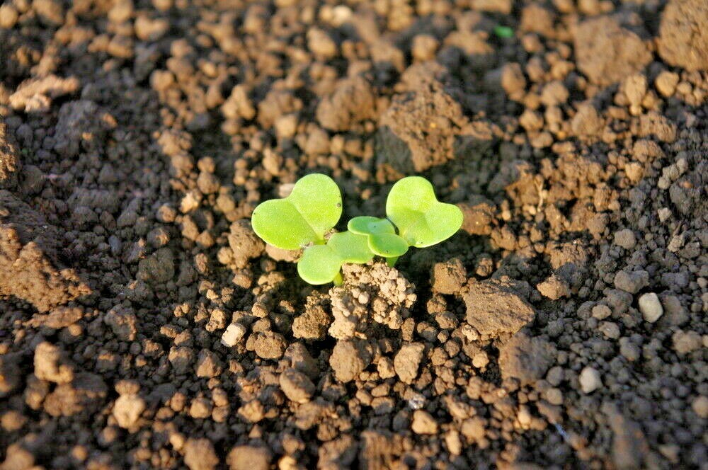 1001+SEVEN TOP TURNIP Seeds Organic Native Vegetable Garden Container Greens