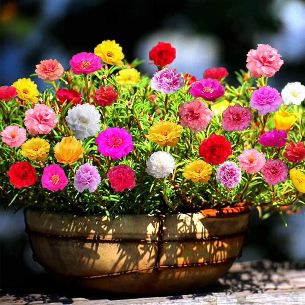 QAUZUY GARDEN Mixed Moss Rose Seeds 1000 Seeds ‘Portulaca Grandiflora’ Flower…