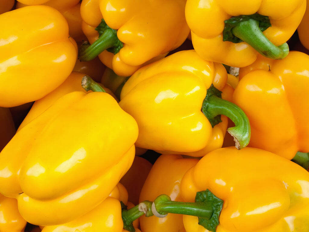 Golden Cal Wonder Bell Pepper Seeds 50+ Yellow Sweet Vegetable USA FREE SHIPPING
