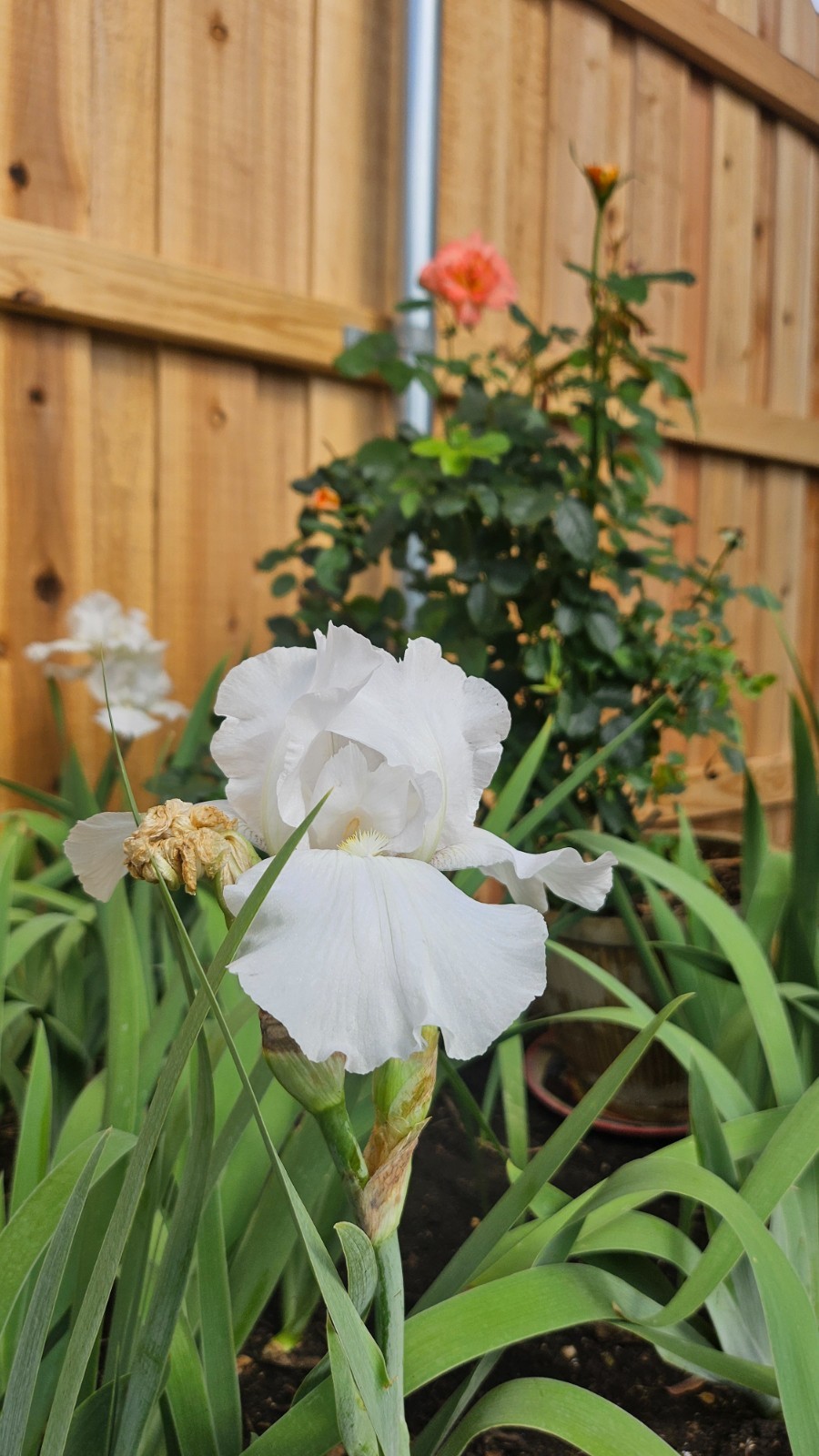 5 Beautiful flowering white bearded iris rhizomes