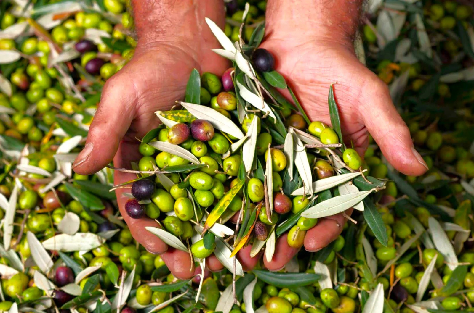 Canino Olive Tree Seeds | Italian Virgin Oil Perennial Seed 2024 Fast Shipping