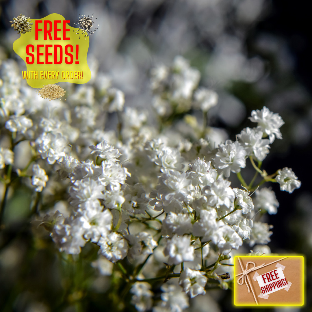 Fresh Premium Baby’s Breath Seeds | Snowflake | Heirloom Non-GMO | Flower Seeds