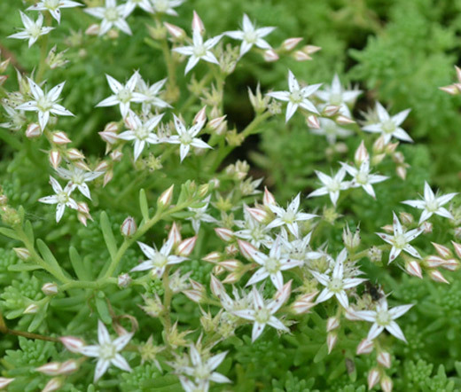 SEDUM OKTOBERFEST STONECROP Sedum Acre – 300 Bulk Seeds