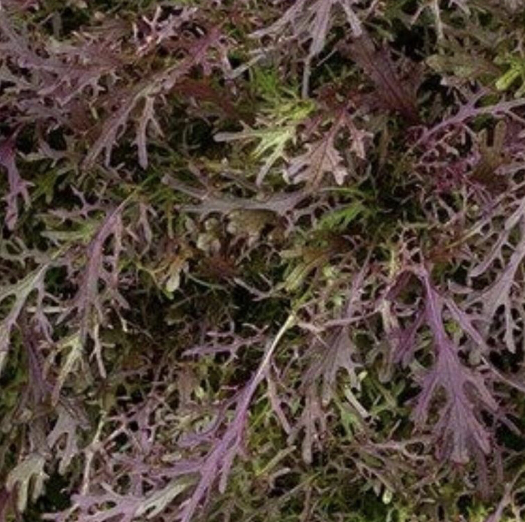 Red Streaks Mizuna Seeds | Organic | Exotic | Japanese Mustard Green | Rare