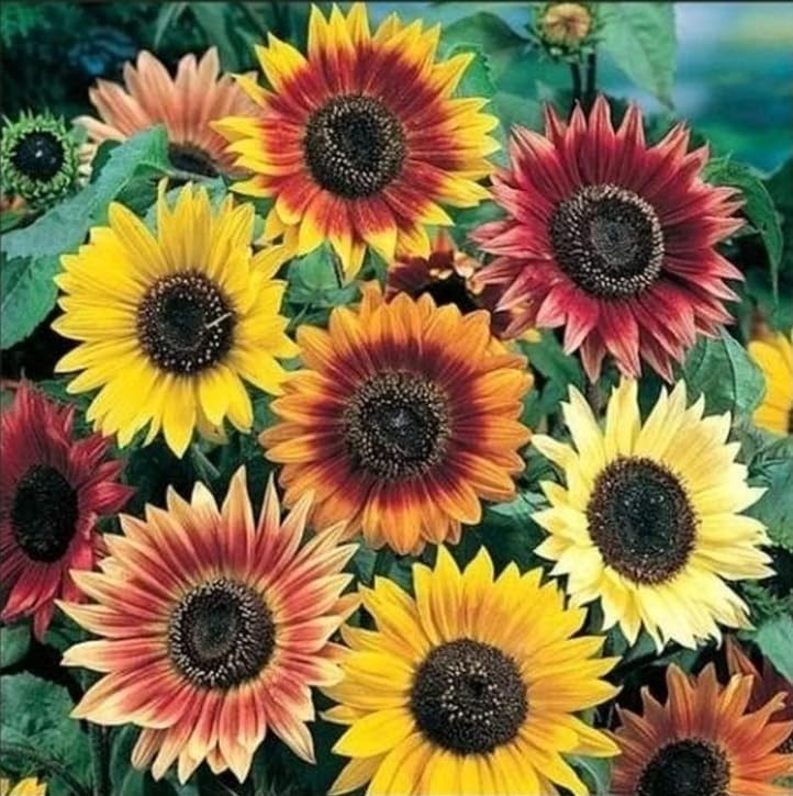 500+ Mixed Sunflower Seeds for Planting (17+ Varieties, Crazy Mixture), Indoor &