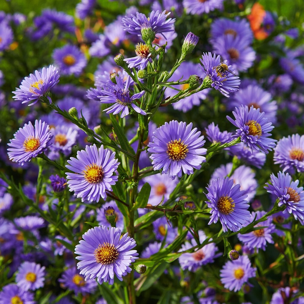 200+ Aster (Symphyotrichum) Daisy Seeds for Garden – USA – FREE SHIPPING!