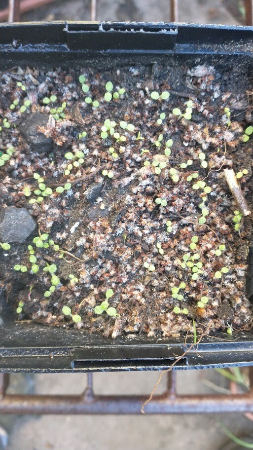 California Buckwheat seeds (Eriogonum fasciculatum) Mojave FREE SHIPPING