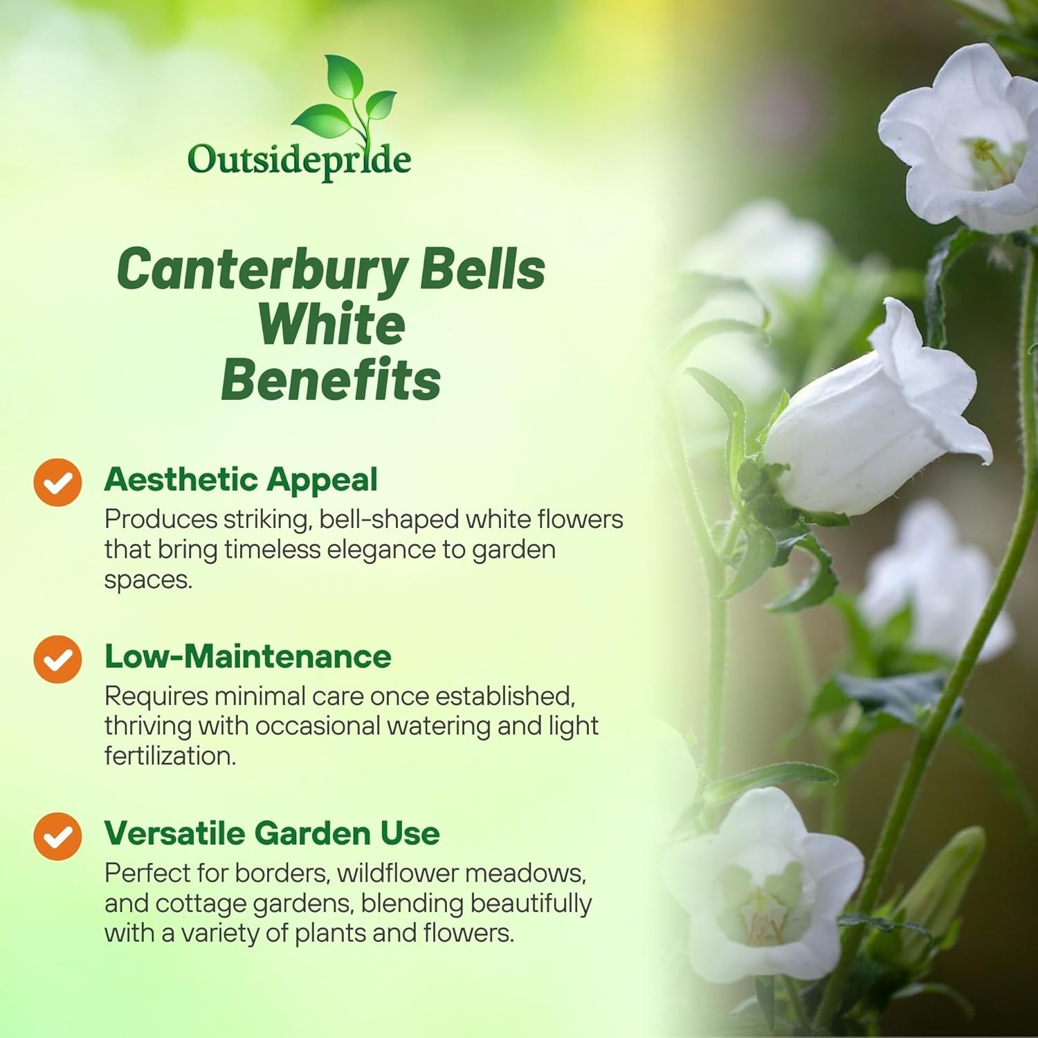 10000 Seeds Canterbury Bells Seed – Campanula Medium White Flower Seeds