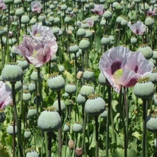 Over 10,000 Organic 2025 Harvest Tasmanian P Somniferum Poppy Seeds 4 Planting