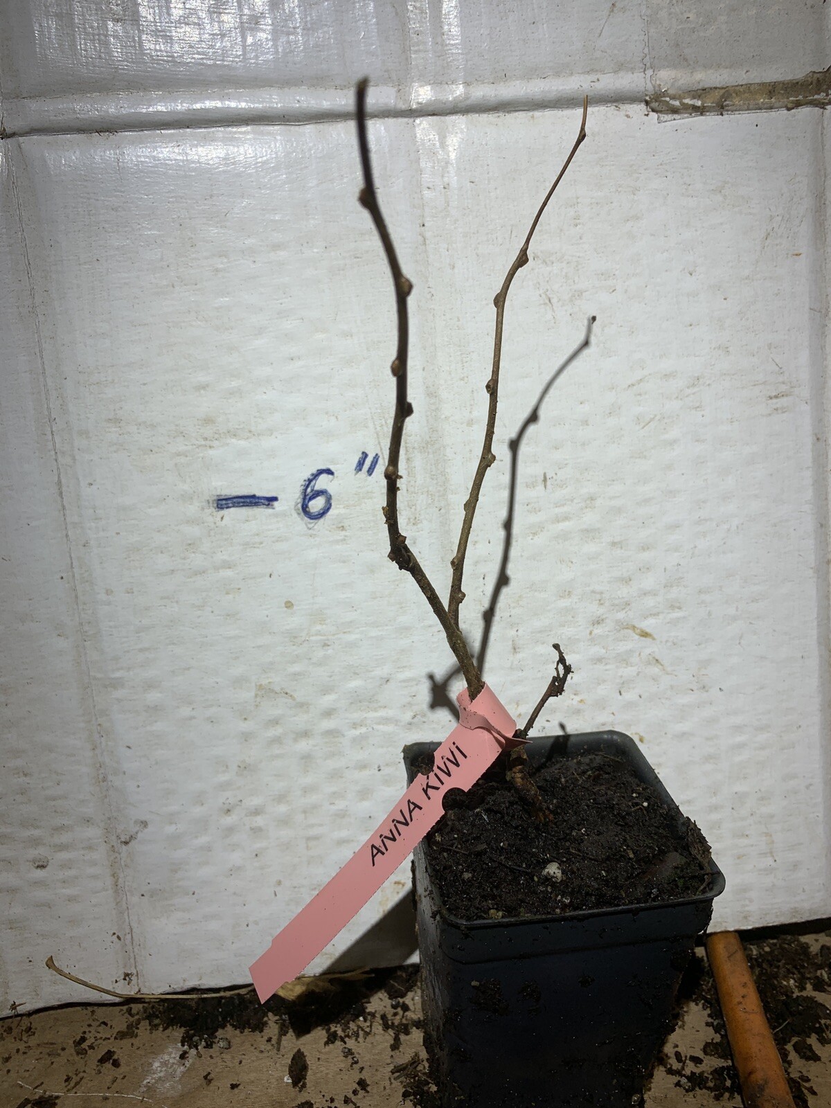 One plant of Ananasnaya (Anna) Female Hardy Kiwi (organic)
