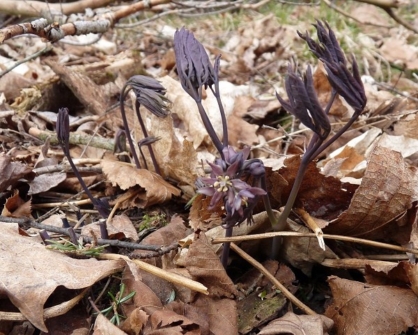 1 Blue Cohosh Bare Root Plant: Woodland Garden Perennial – Winter Hardy
