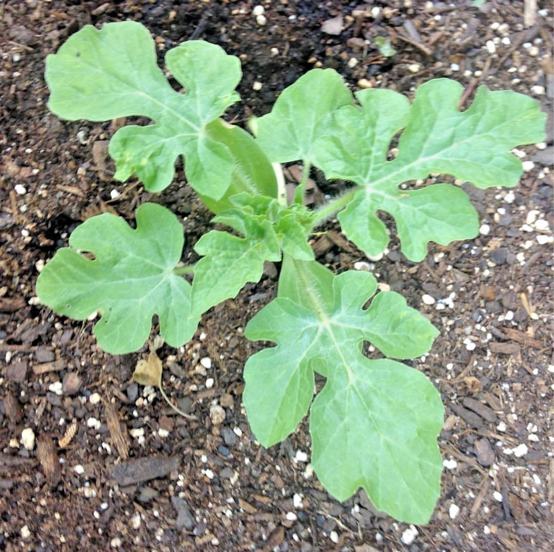 40+JUBILEE WATERMELON Seeds Heirloom Organic Vine 25-30lbs Summer Garden Easy