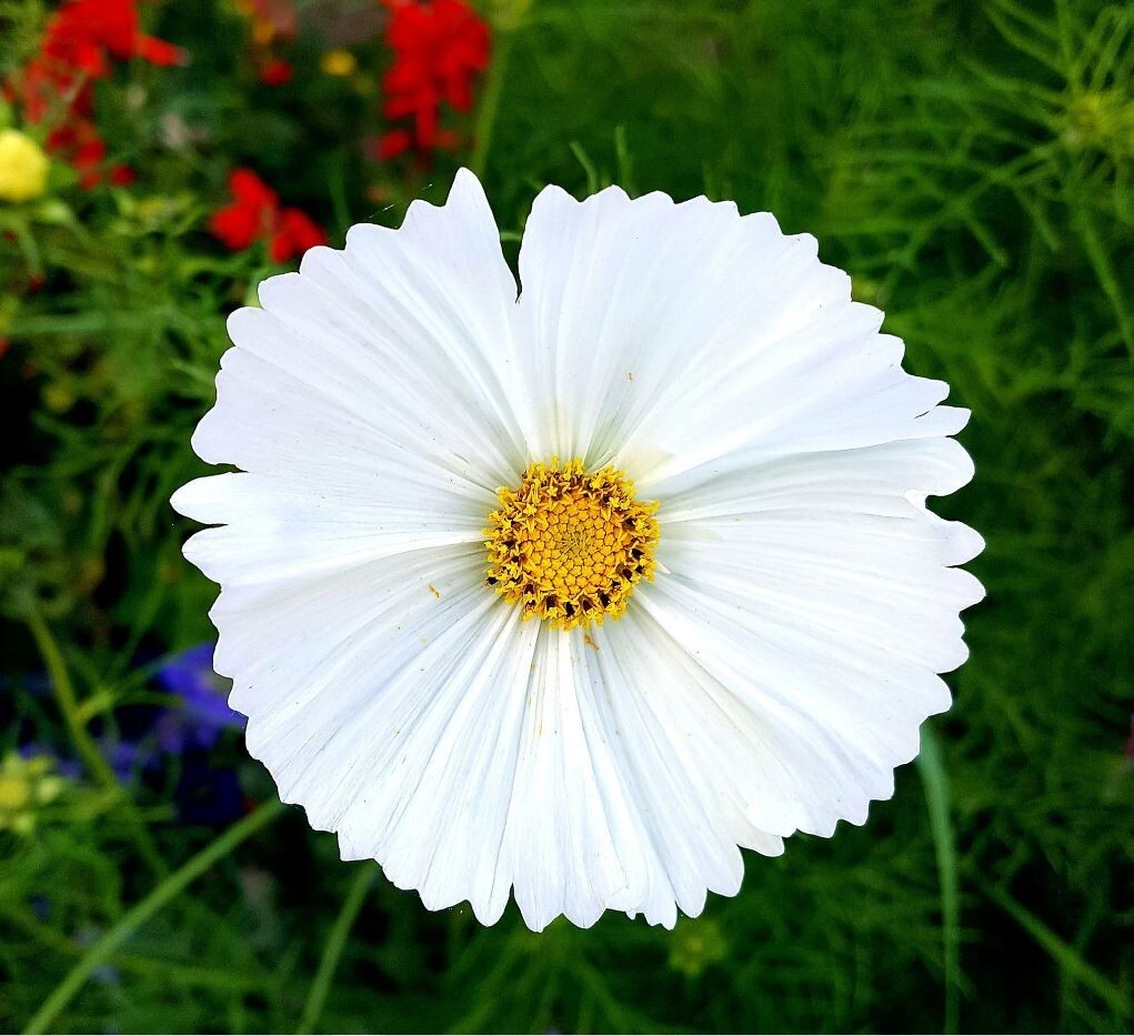 50+Seeds| Cupcake White Cosmos Seeds Seeds #L008