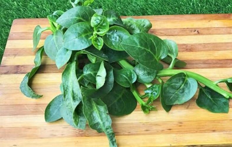 – Giant Malabar Spinach Seeds – – for 2026 Planting USA Garden Green 50+ Count