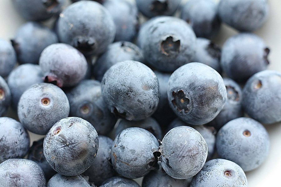 SOUTHERN BLUEBERRY BULK1000 SEEDS * EVERGREEN SHRUB * HIGH TOLERANCE TO HEAT *