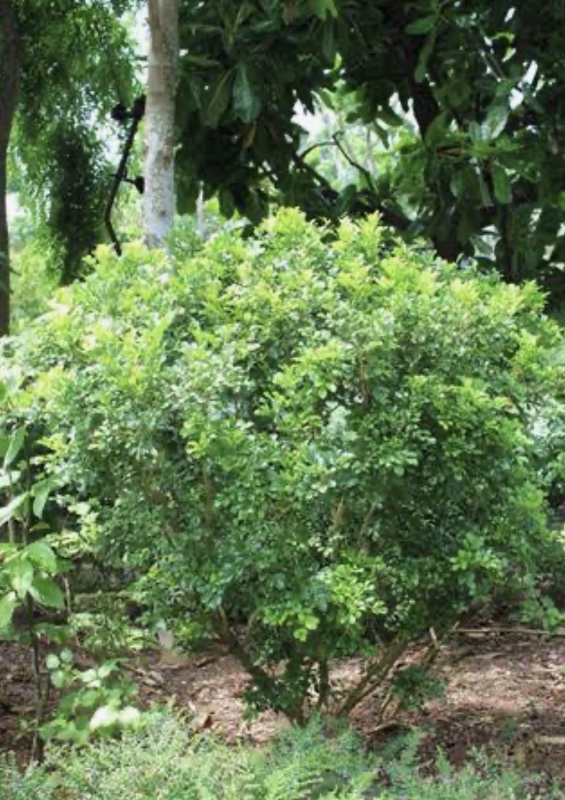 4″Pot of Chinese Perfume Plant-Aglaia odorata-False Lemon Tree-Lemon Scented