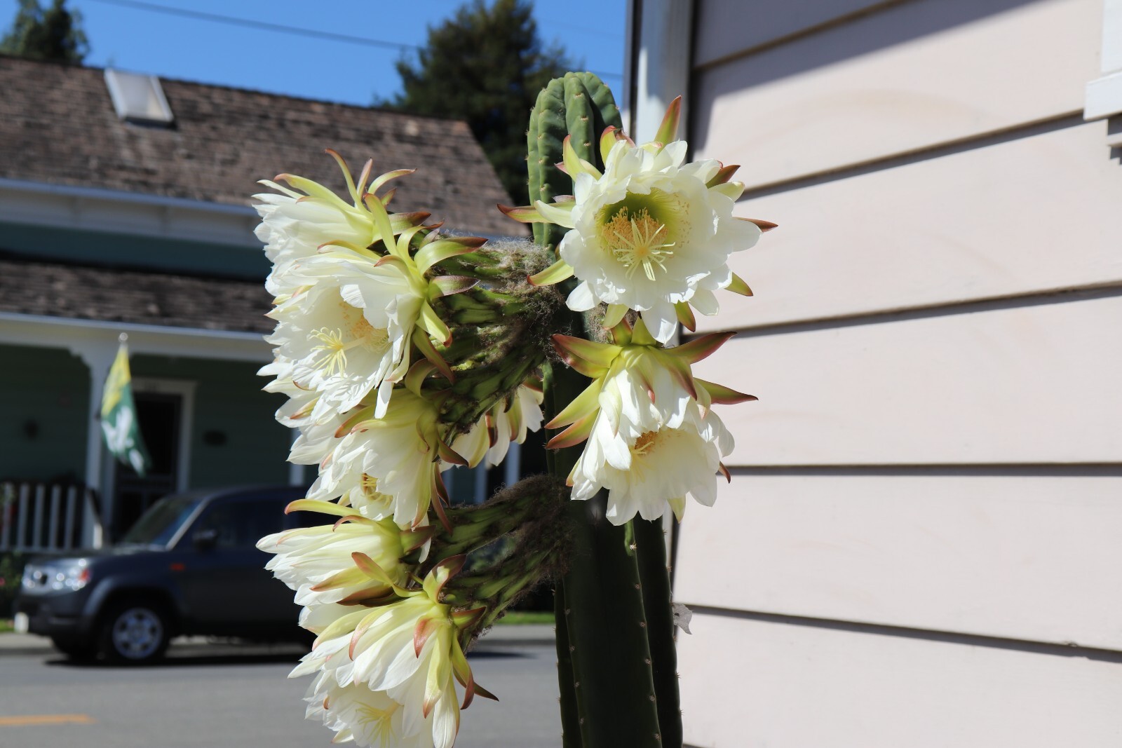 “Huachuma Peruvian Cluster LDSD” Trich. SPX PC. 2 -Ten inch Center cuts. .