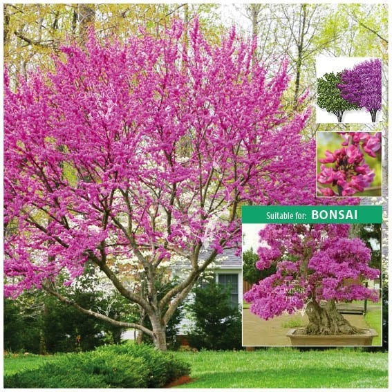 Western Redbud Flowering Shrub Or Tree (1,000 SEEDS & GROW GUIDE)