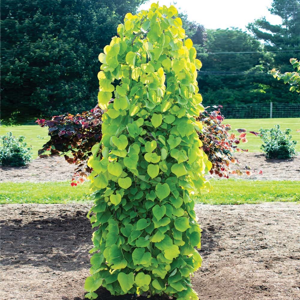 Golden Falls Redbud Tree, 4-5 ft tall potted plant.